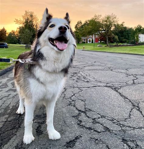 border collie husky mix|alaskan husky border collie mix.